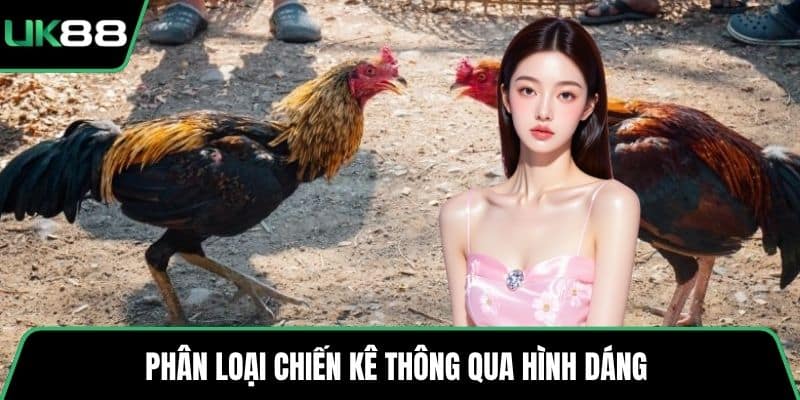 Phân loại chiến kê thông qua hình dáng 